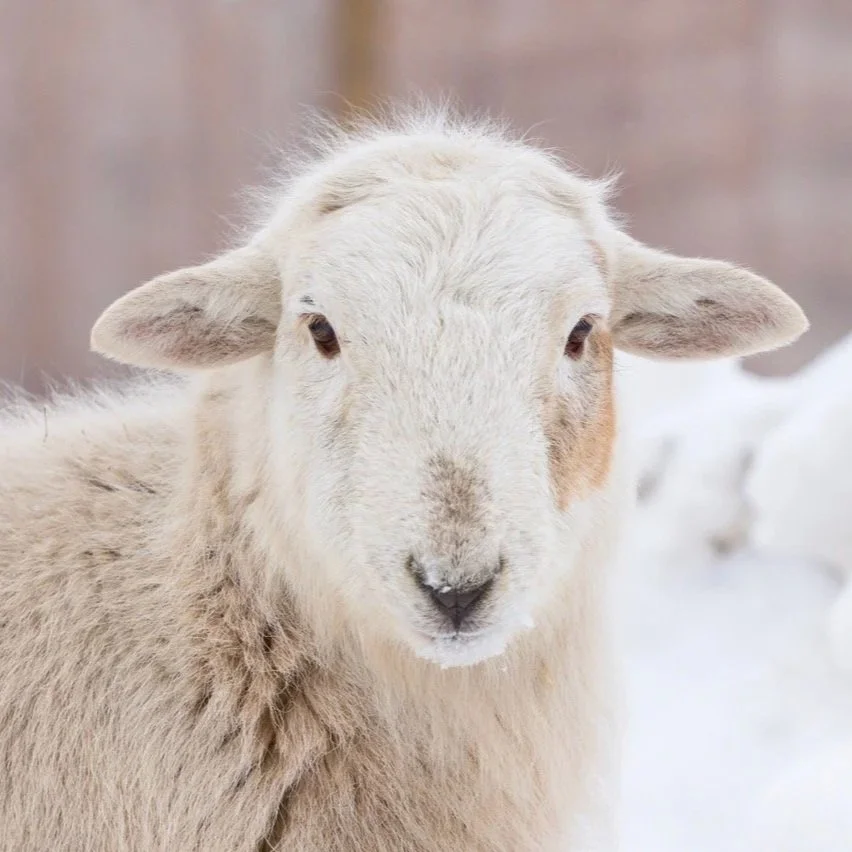 sheep-closeup-in-snow.jpg