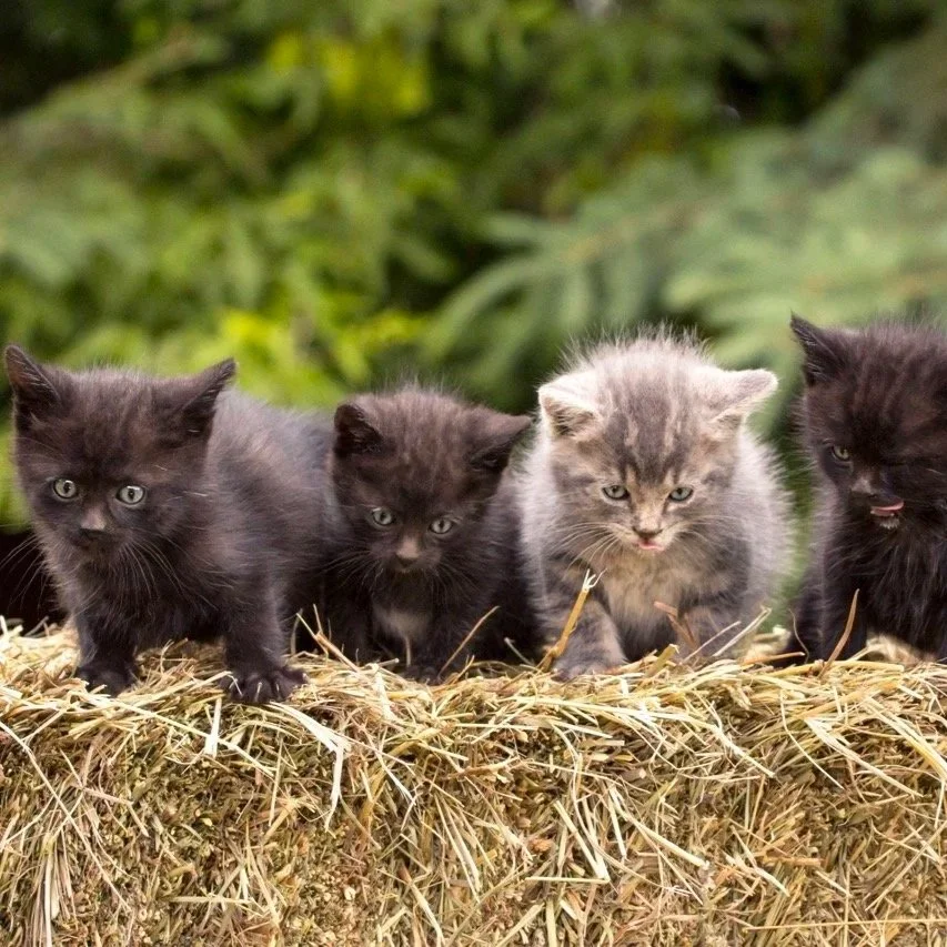 kittens.jpg