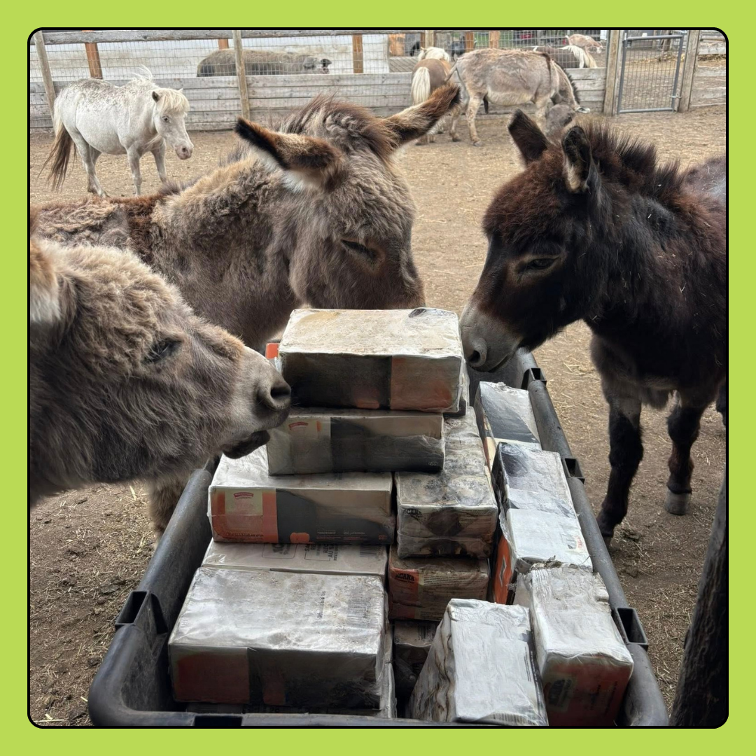 Donkey Feed Donation