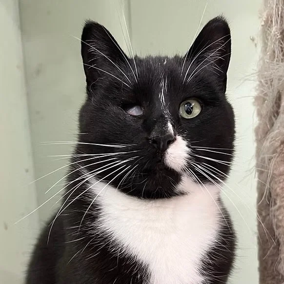 Leela