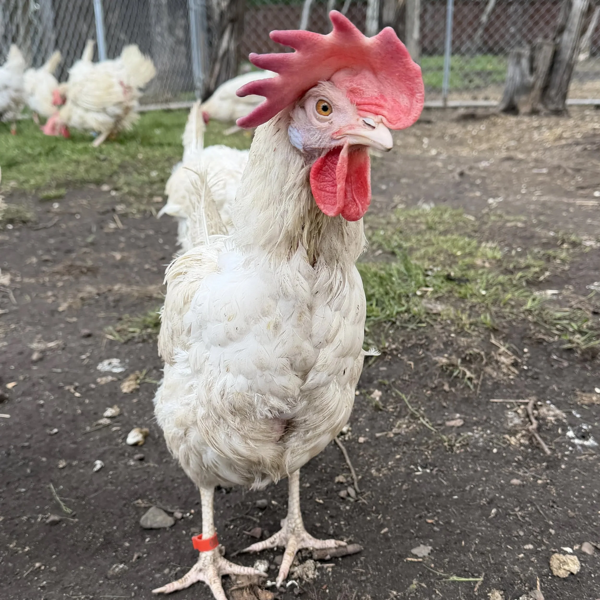 Harriet