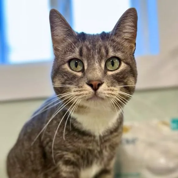 Lulu