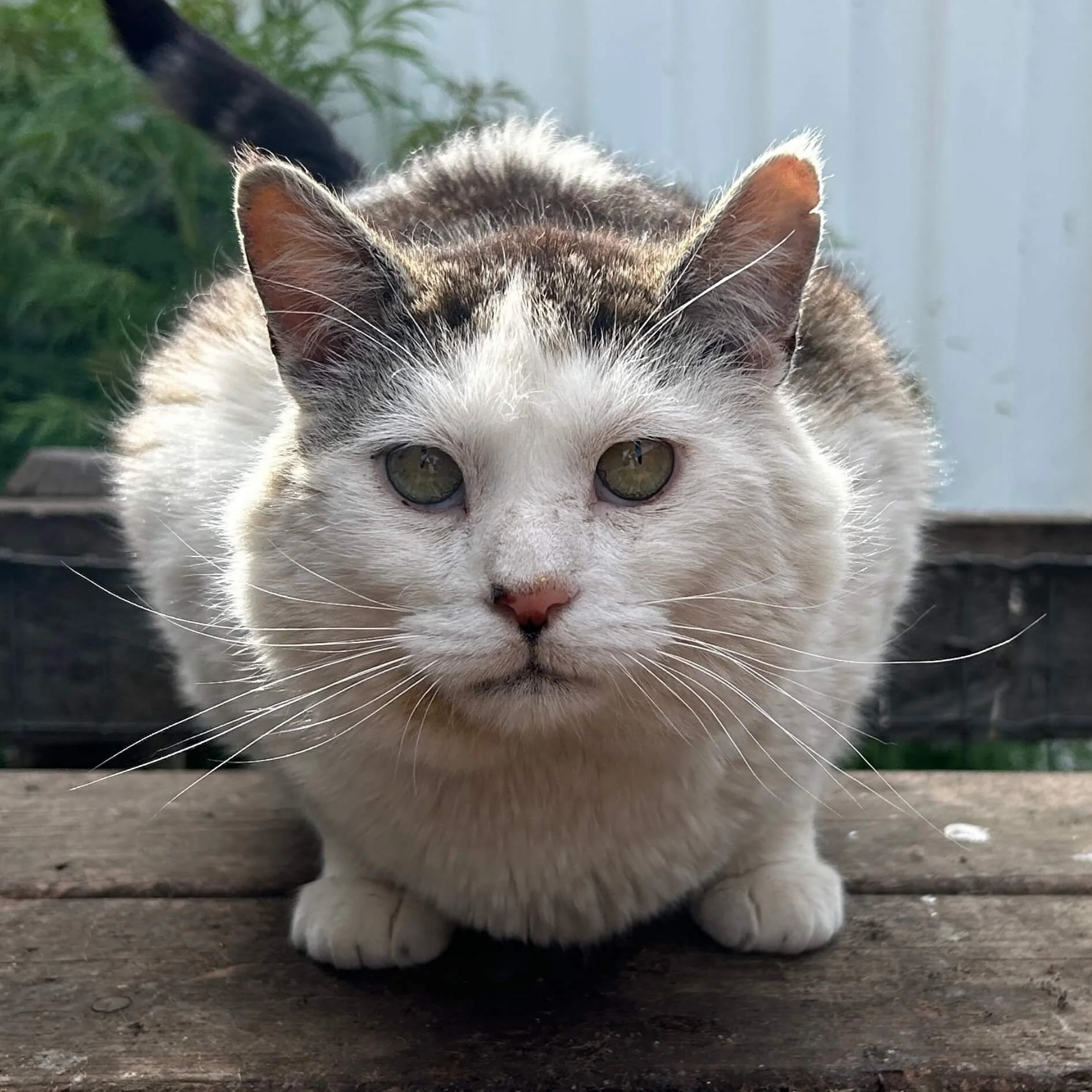 Gus