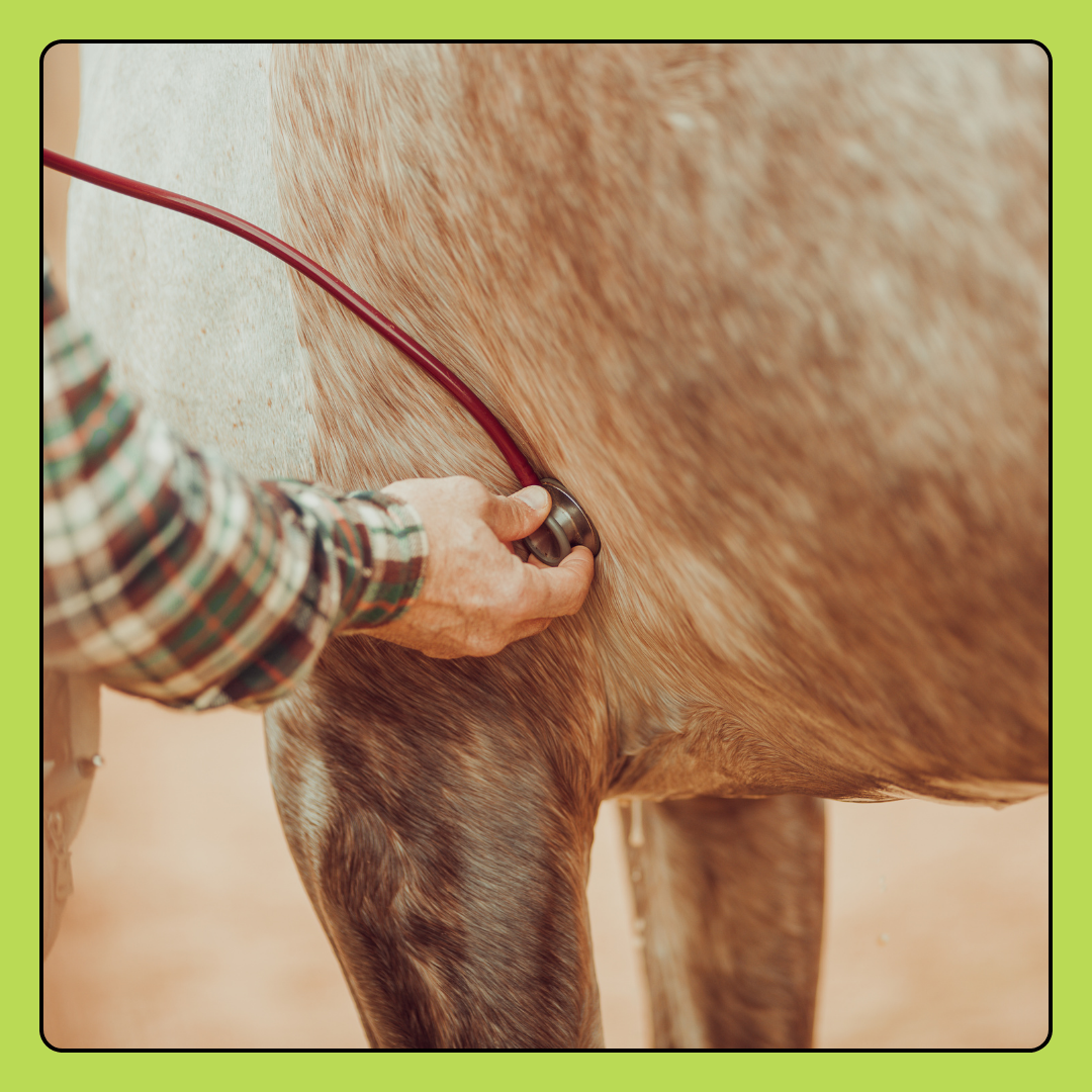 Large Animal Vet Diagnostic Care Donation