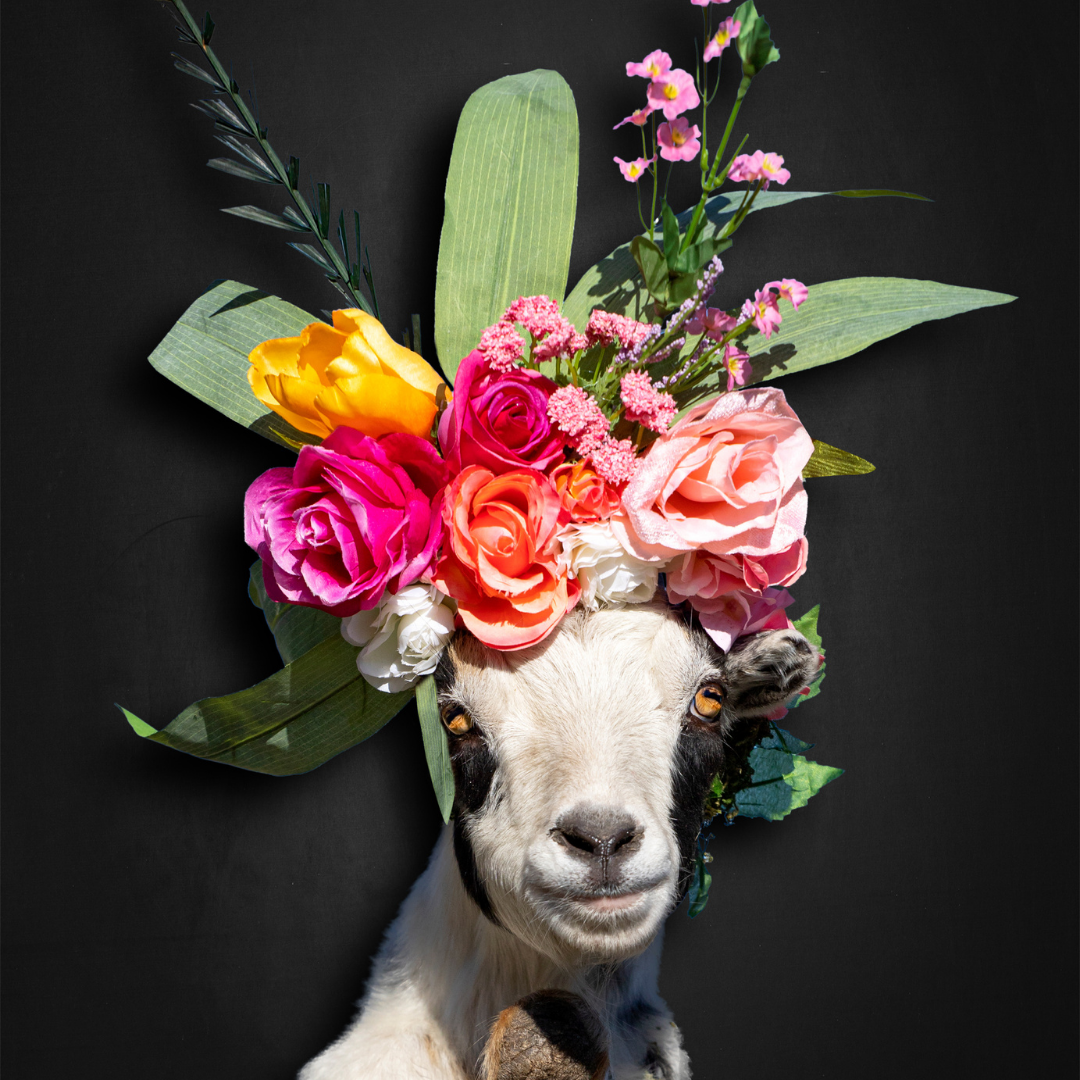 Fiona 2.png