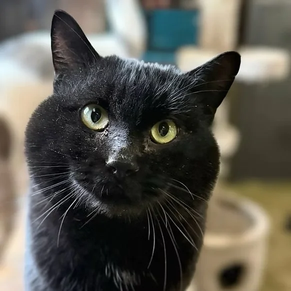 Walter