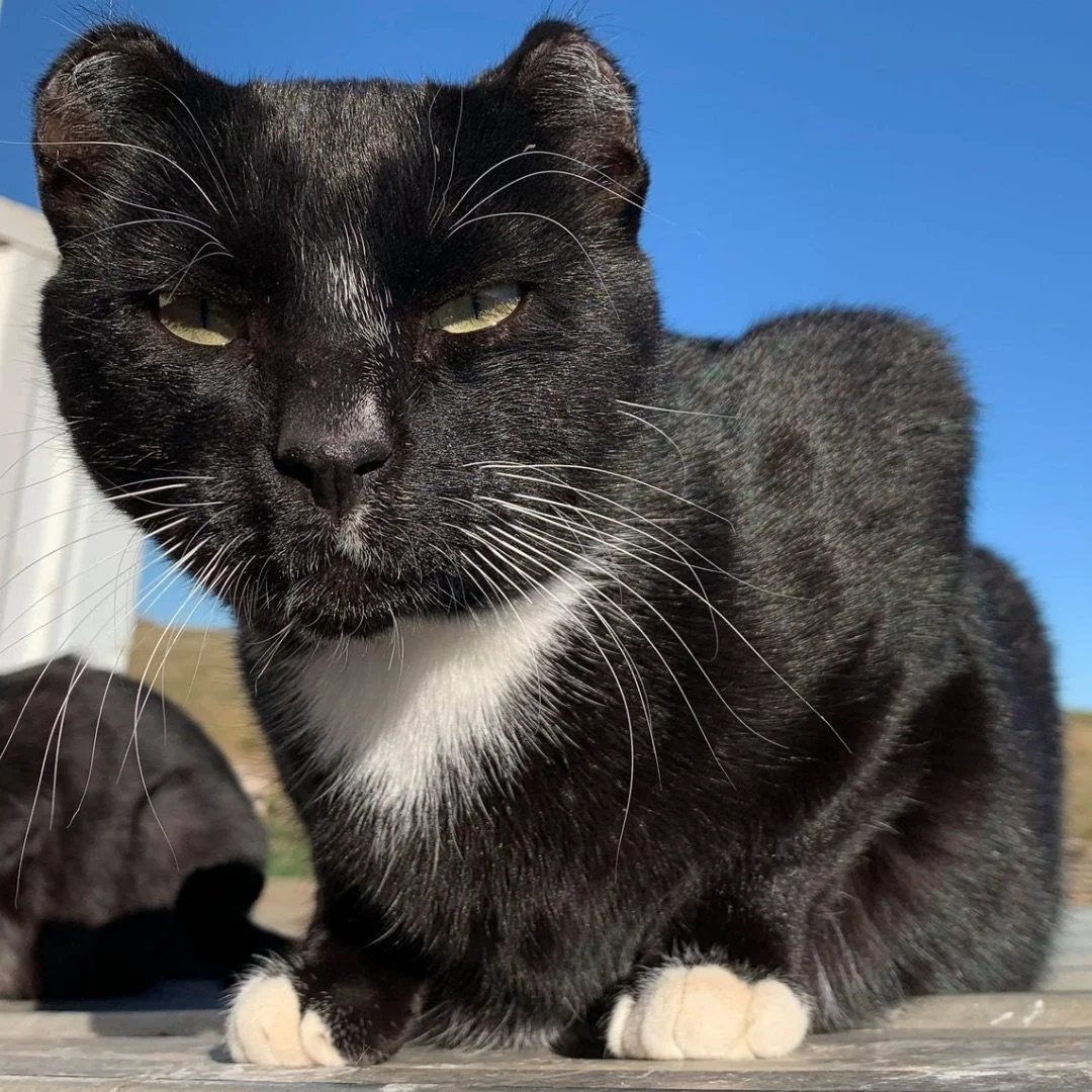 Panther