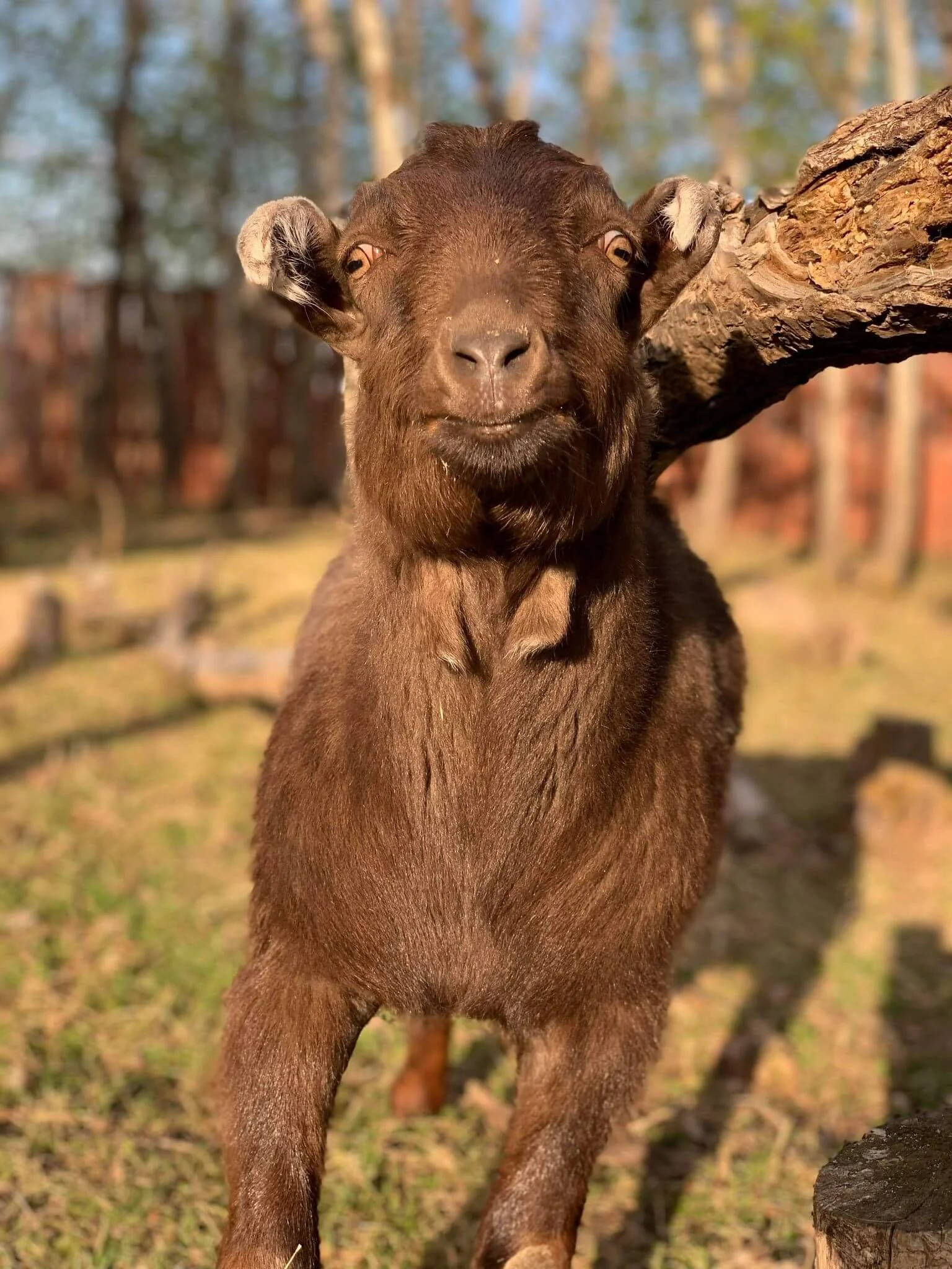 baby-goat-brown.jpg
