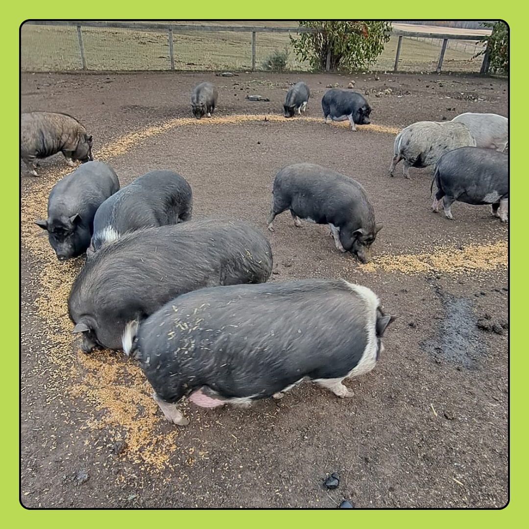 Pig Feed Donation