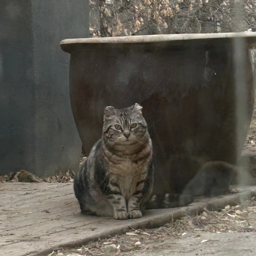 Tubbs