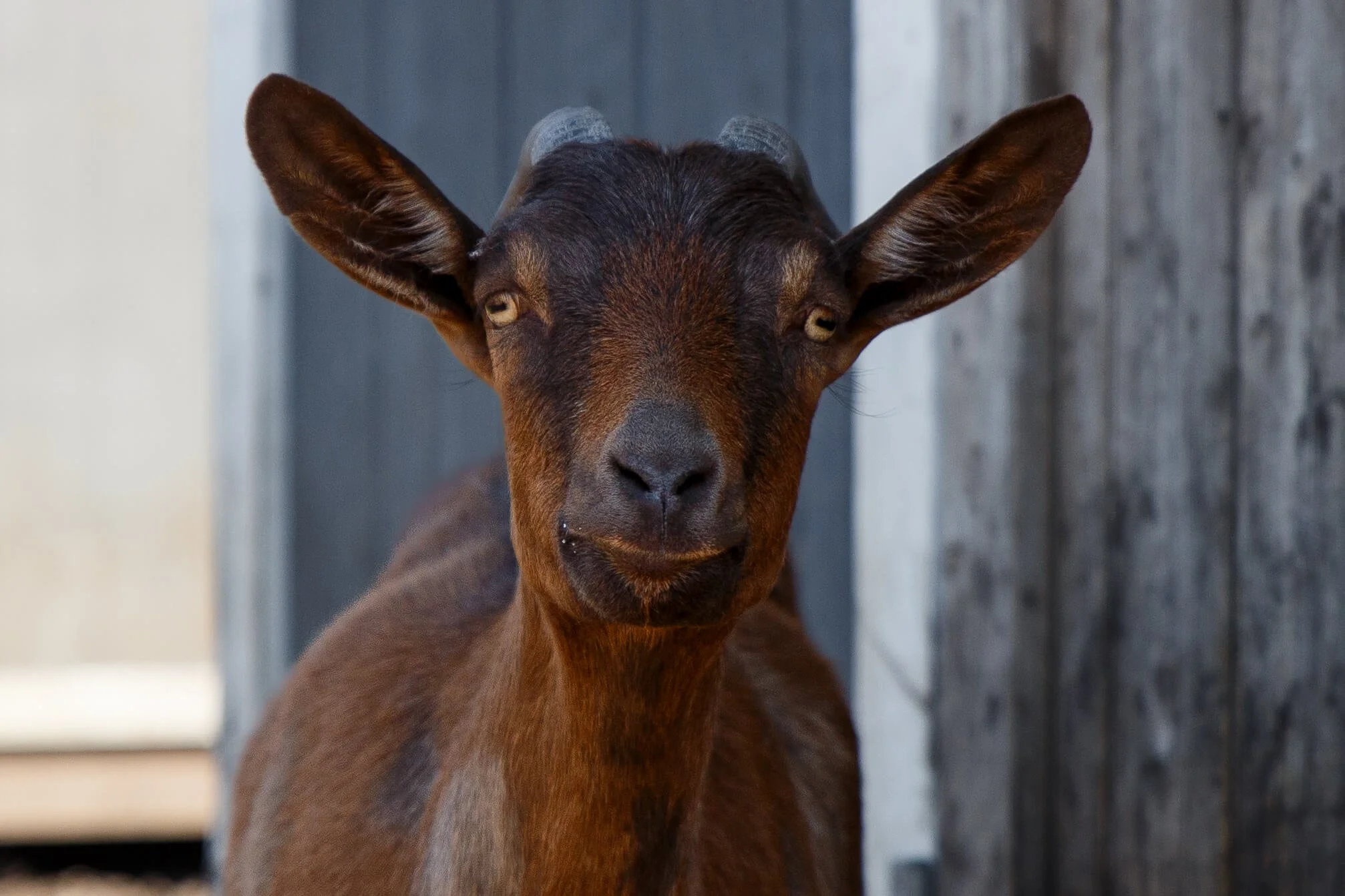 goat-closeup-brown.jpg