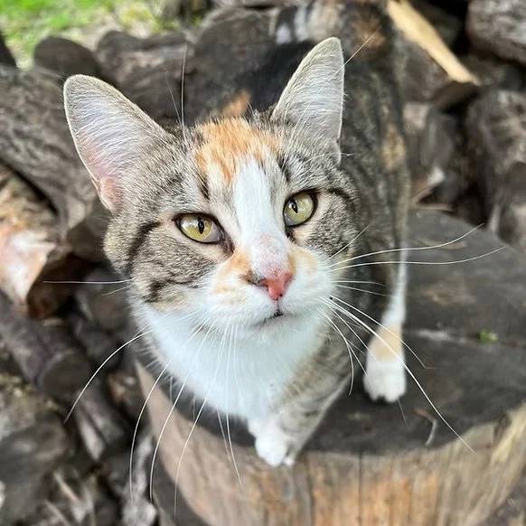 Linda