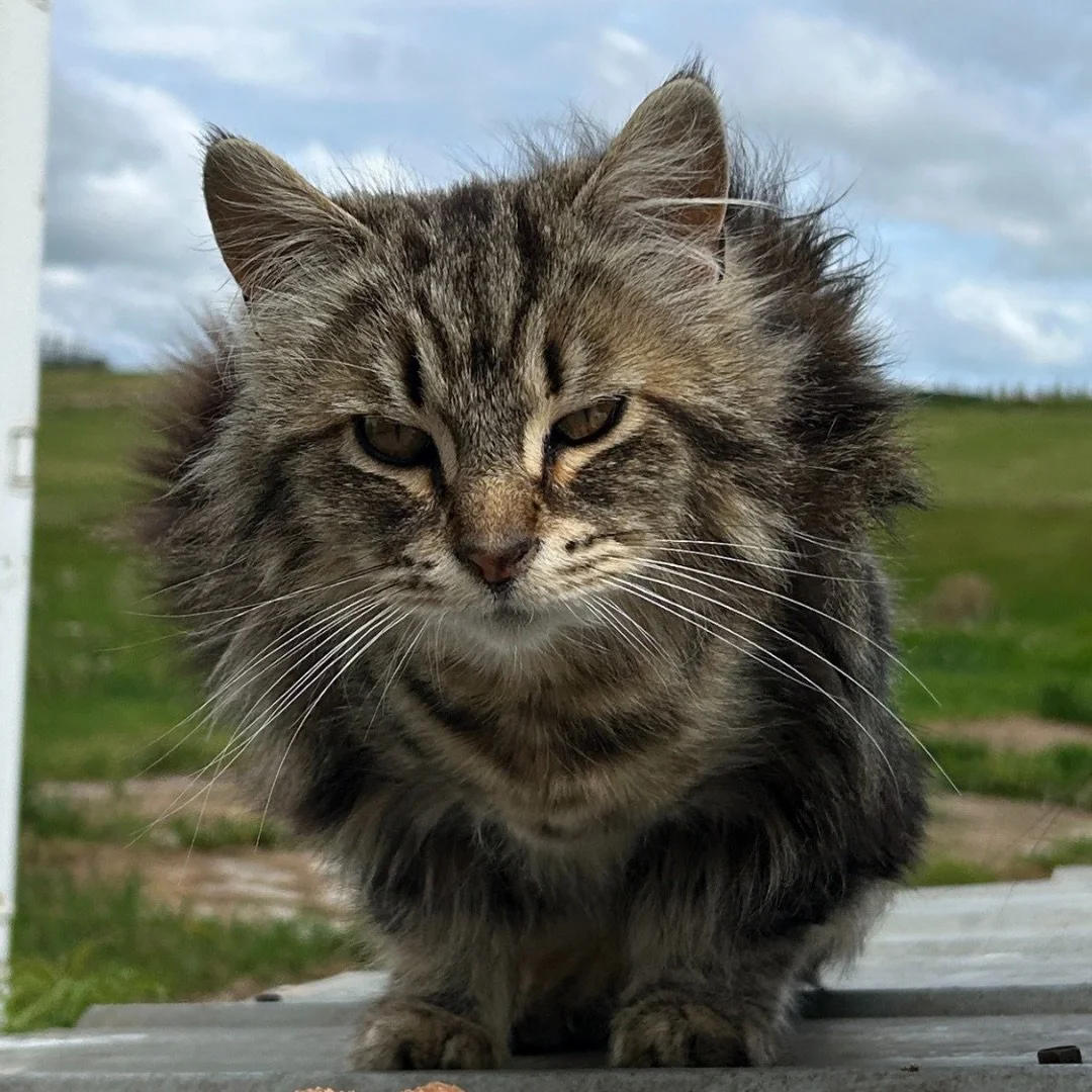 Fluffers