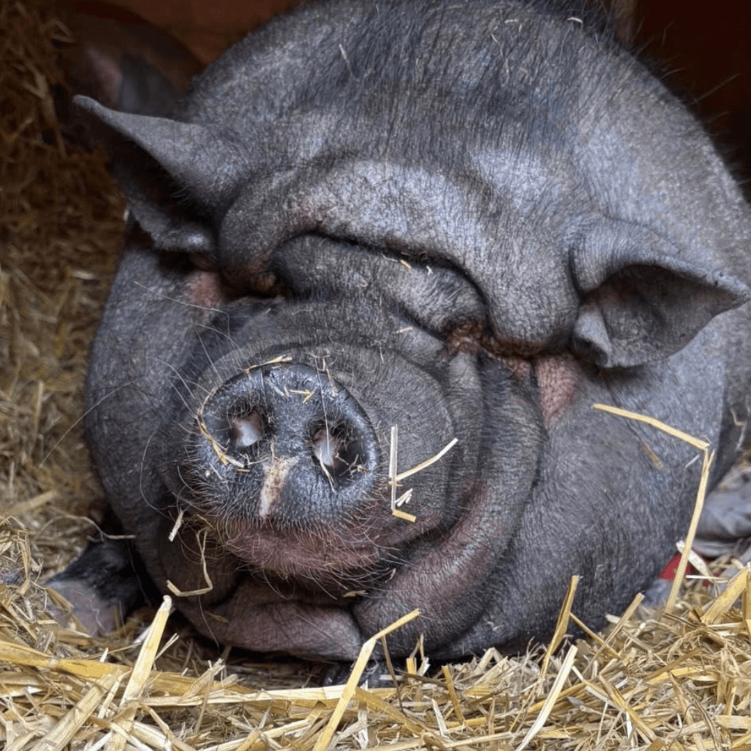 Peppa