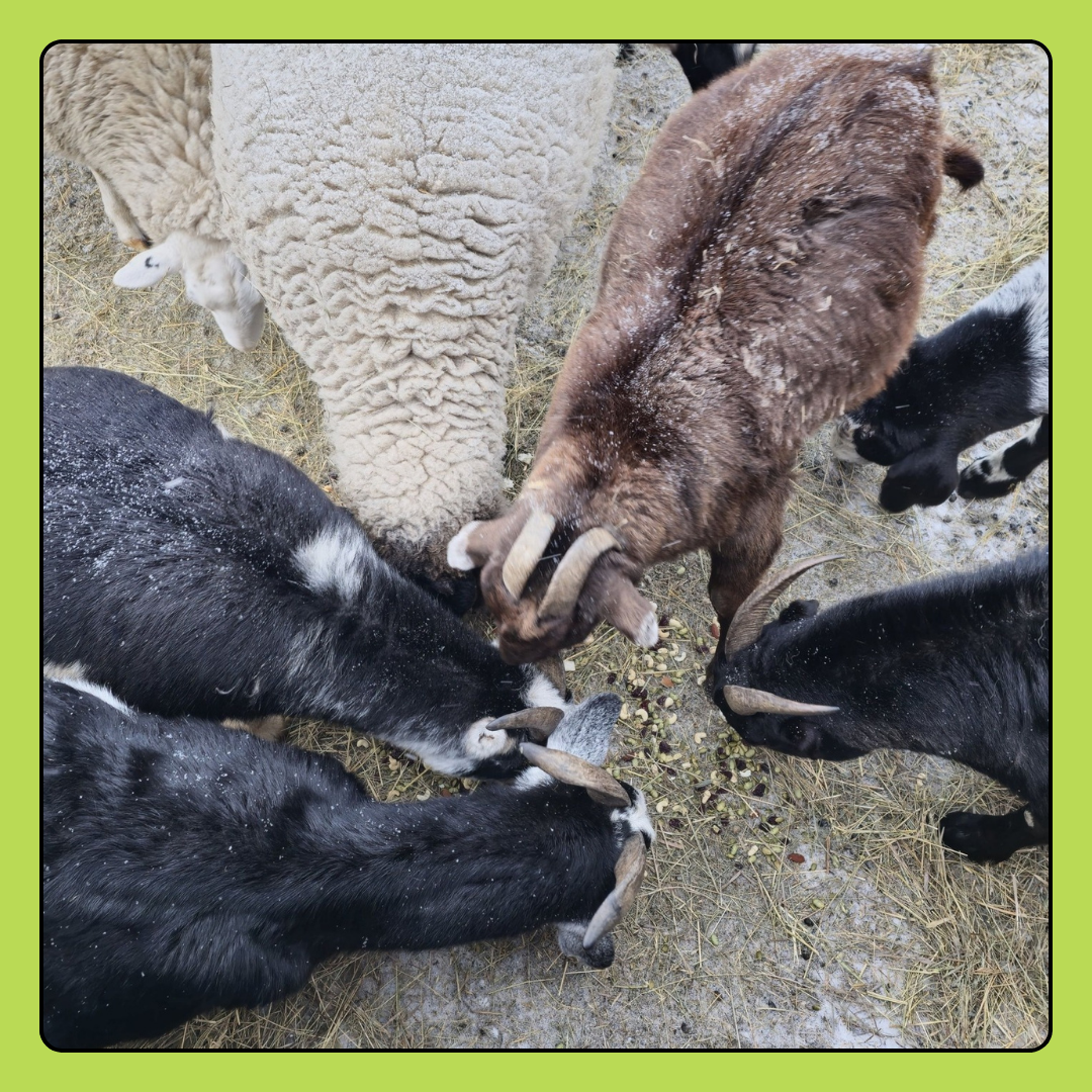 Sheep Feed Donation