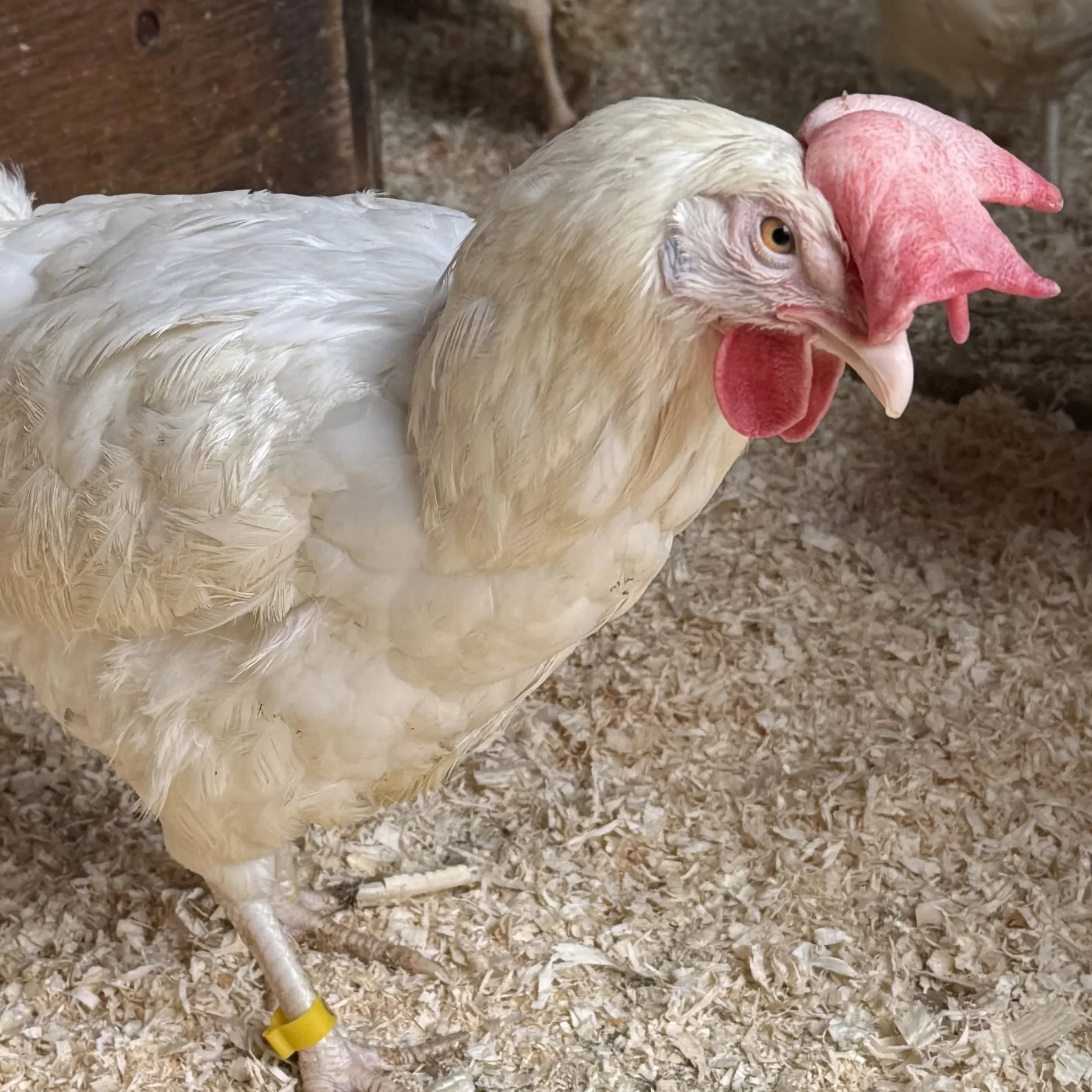 Ethel