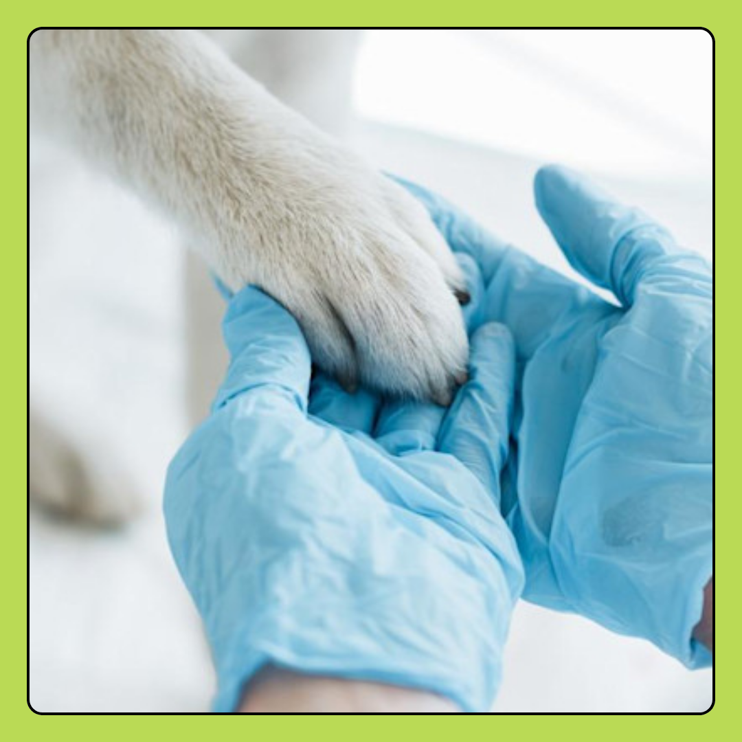 Small Animal Vet Diagnostic Care Donation
