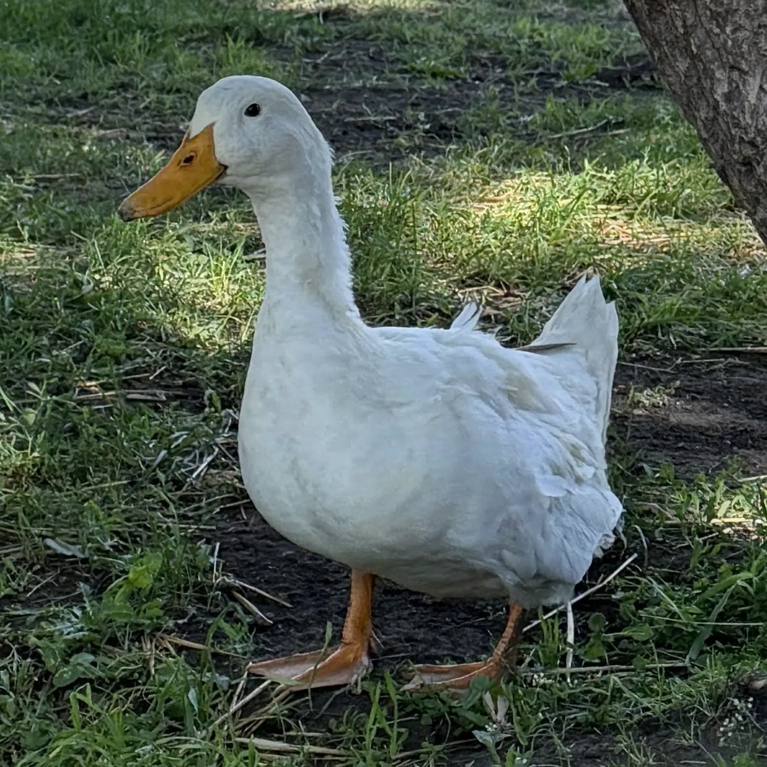 Donald