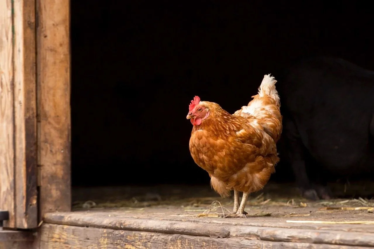 chicken.jpg