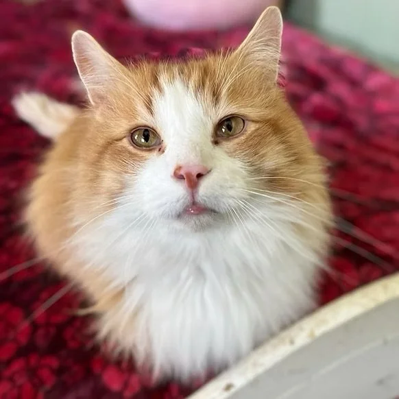 Milo
