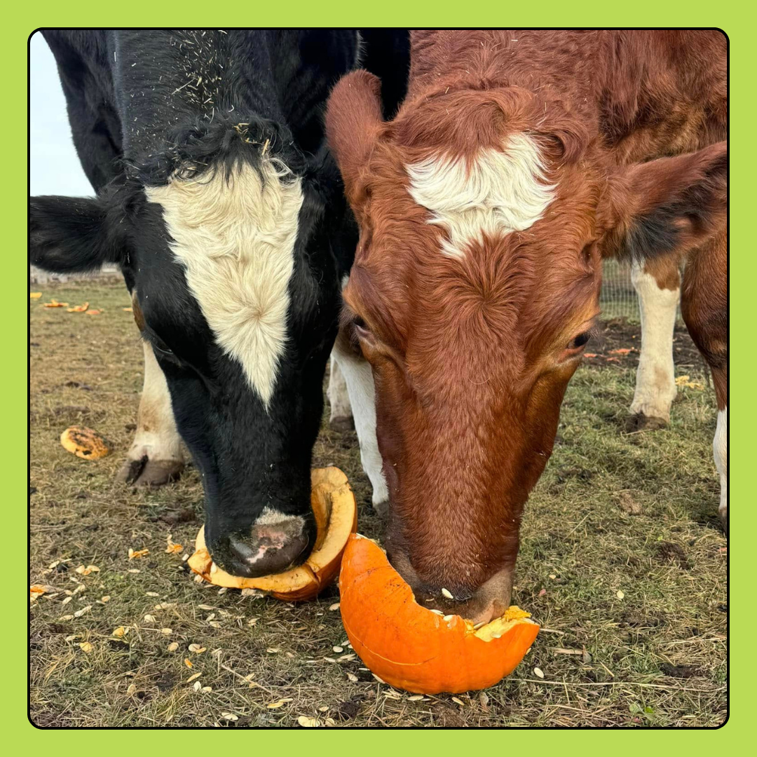 Cow Feed Donation