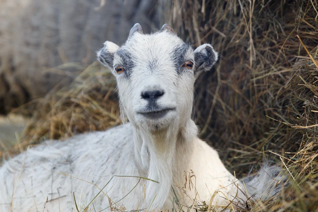 goat-closeup-white.jpeg