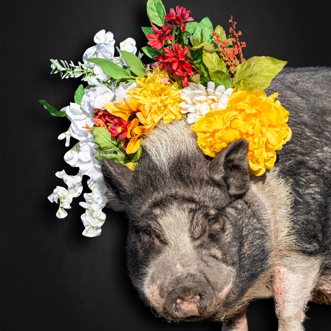Willie 1.png