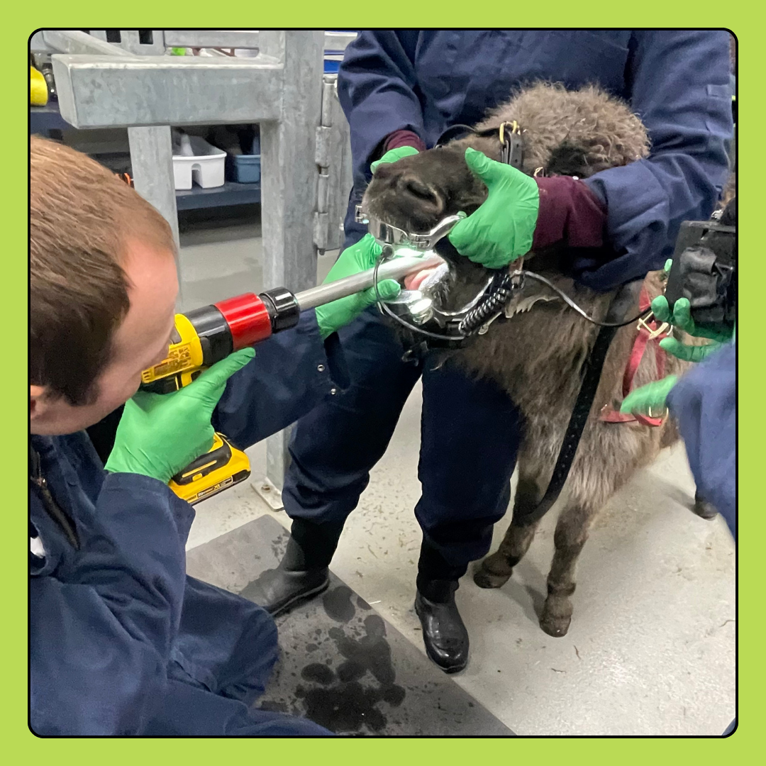 Horse Dental Float Donation