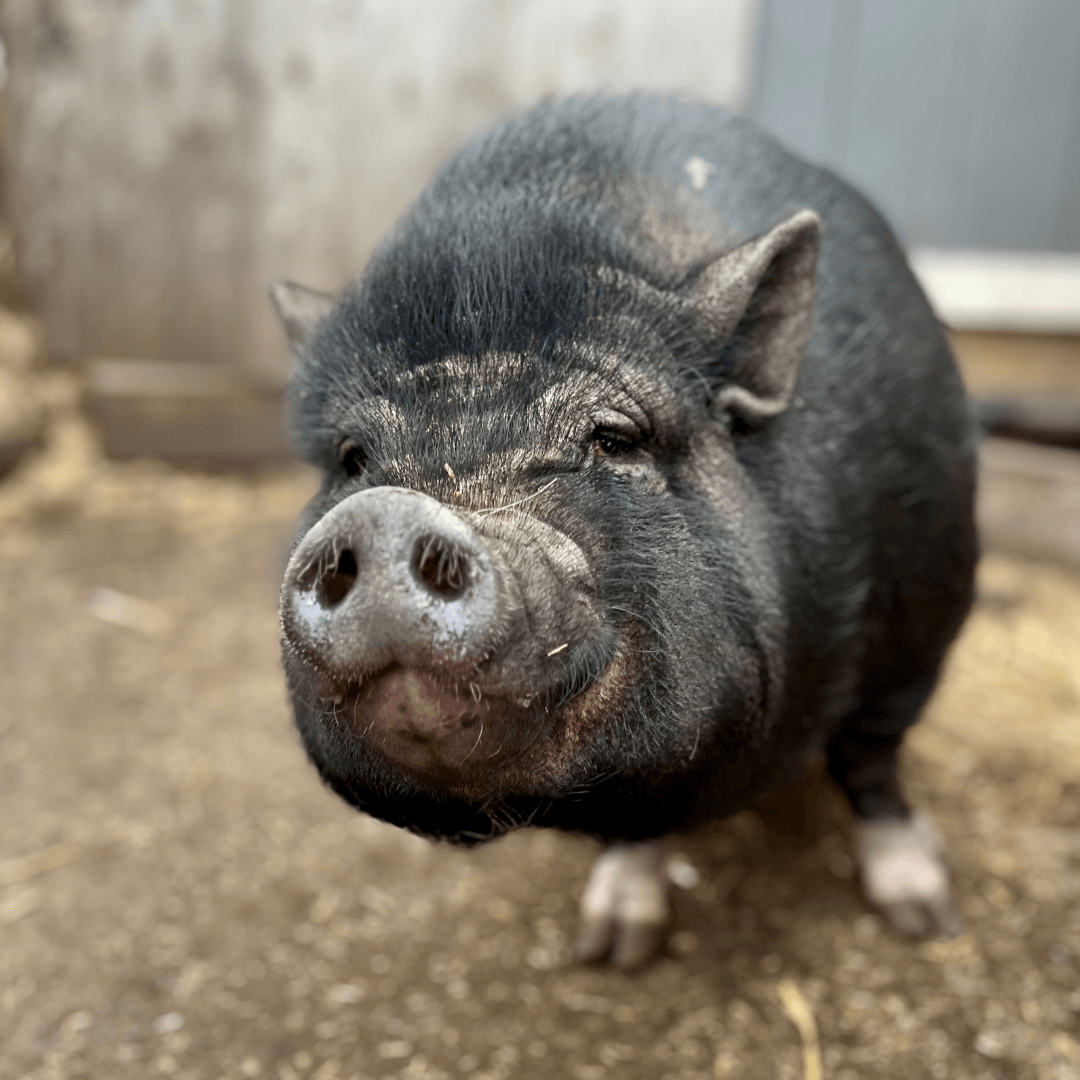 Petunia