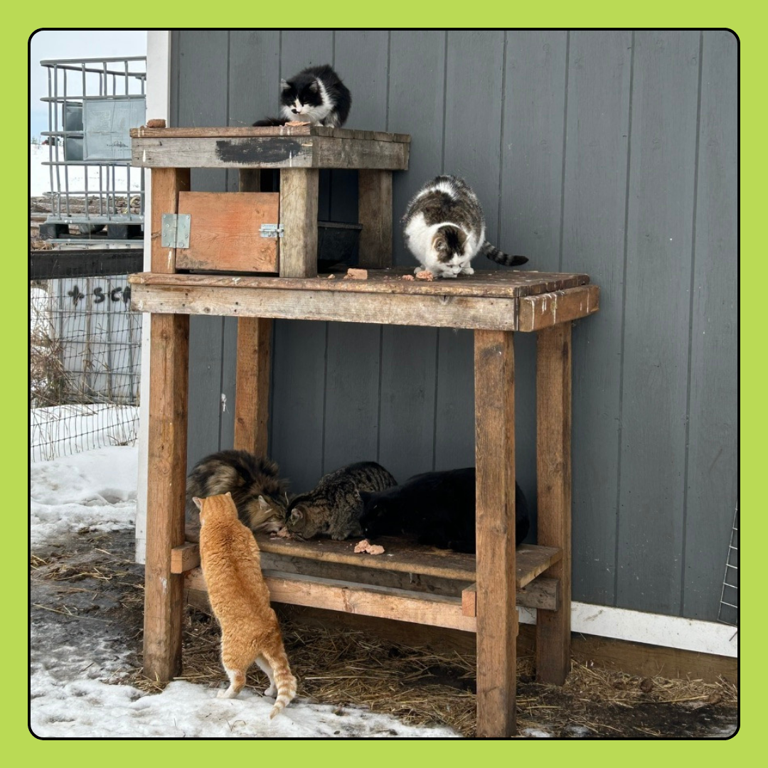 Feral Cat Care Donation