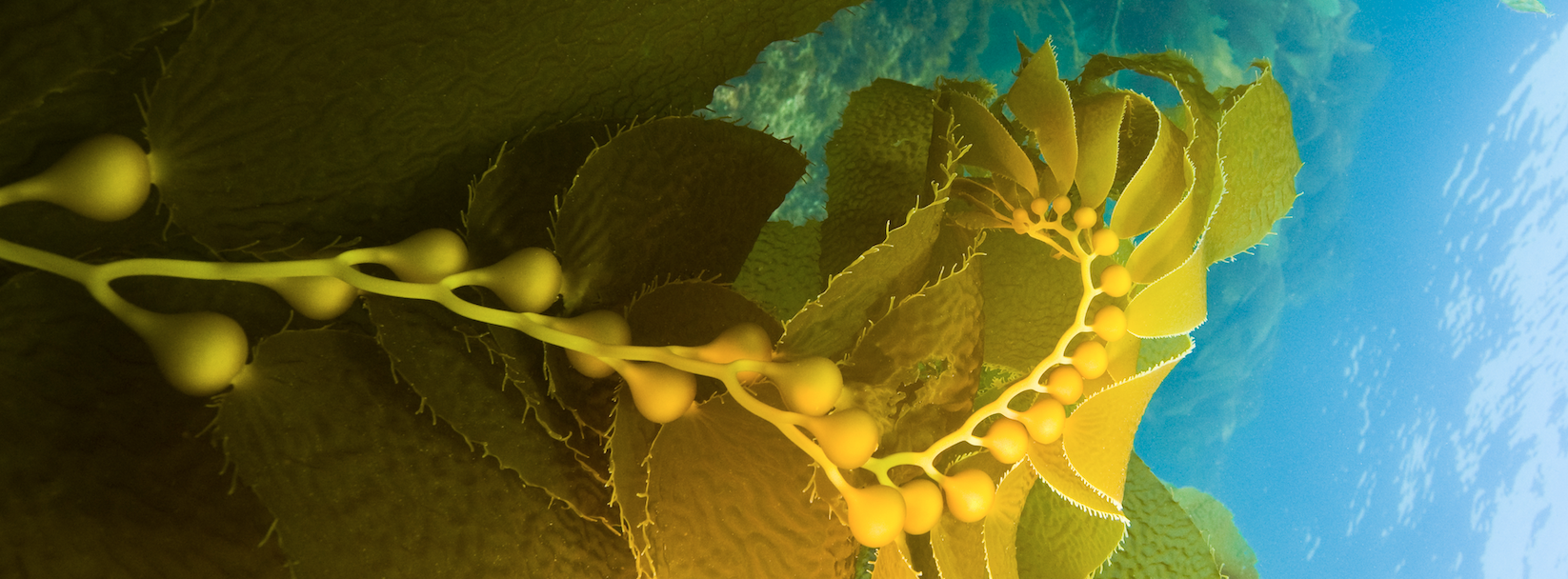 CIA Brief | 2025 Summer 