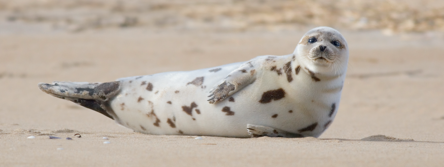 CIA Brief | 2025 Spring