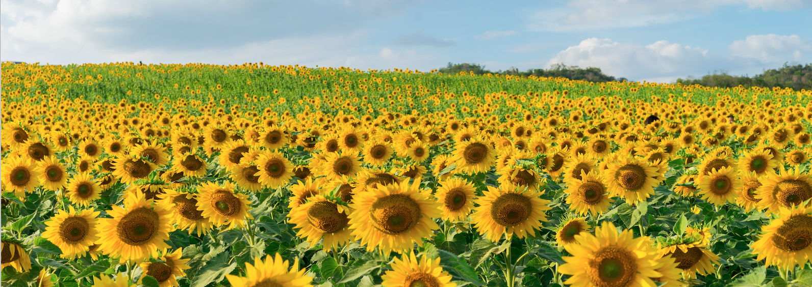 CIA Brief | 2024 Fall