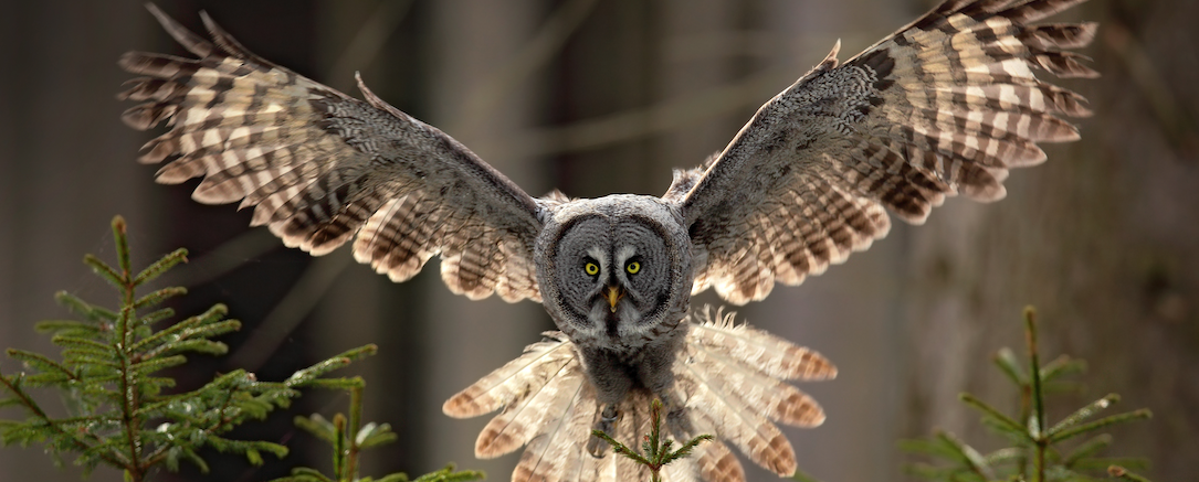 CIA Brief | 2023 Winter