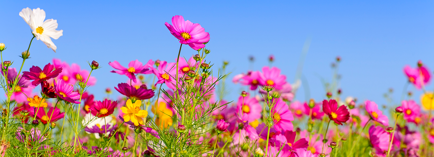 CIA Brief | 2023 Spring