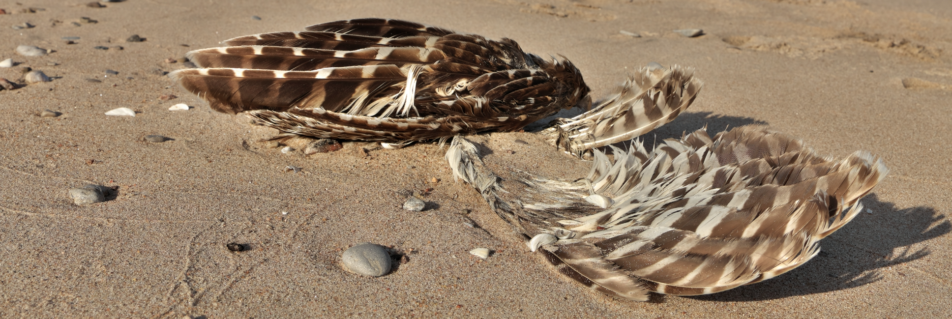 CIA Brief | 2022 Fall