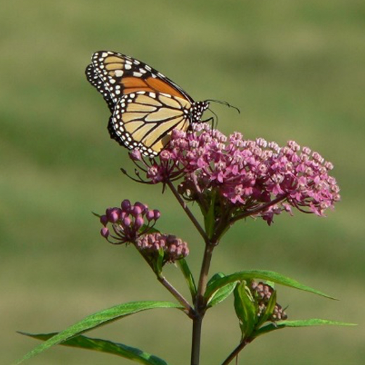 milkweed_133868223.png