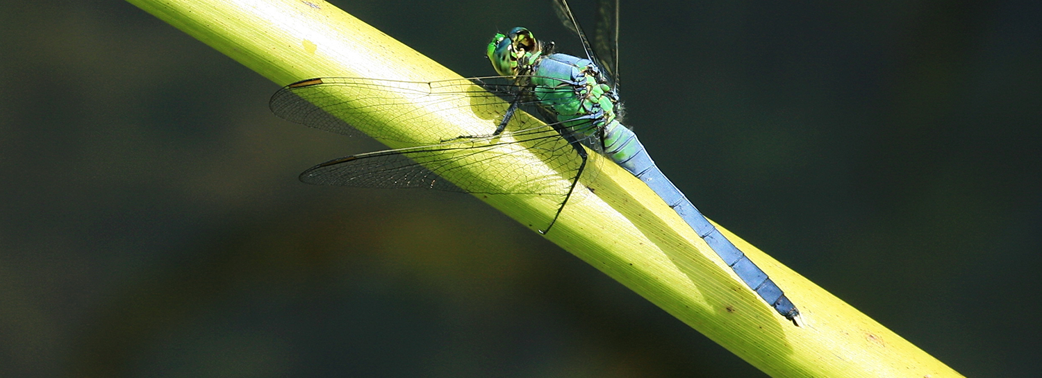 CIA Brief | 2022 Winter