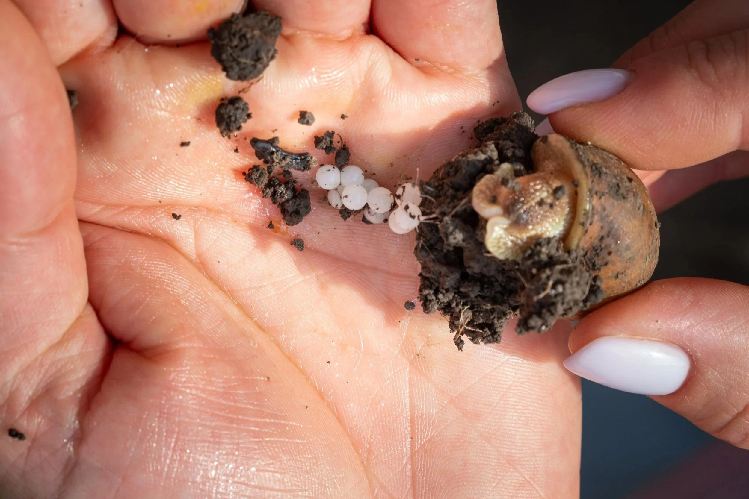 Scaling regeneration