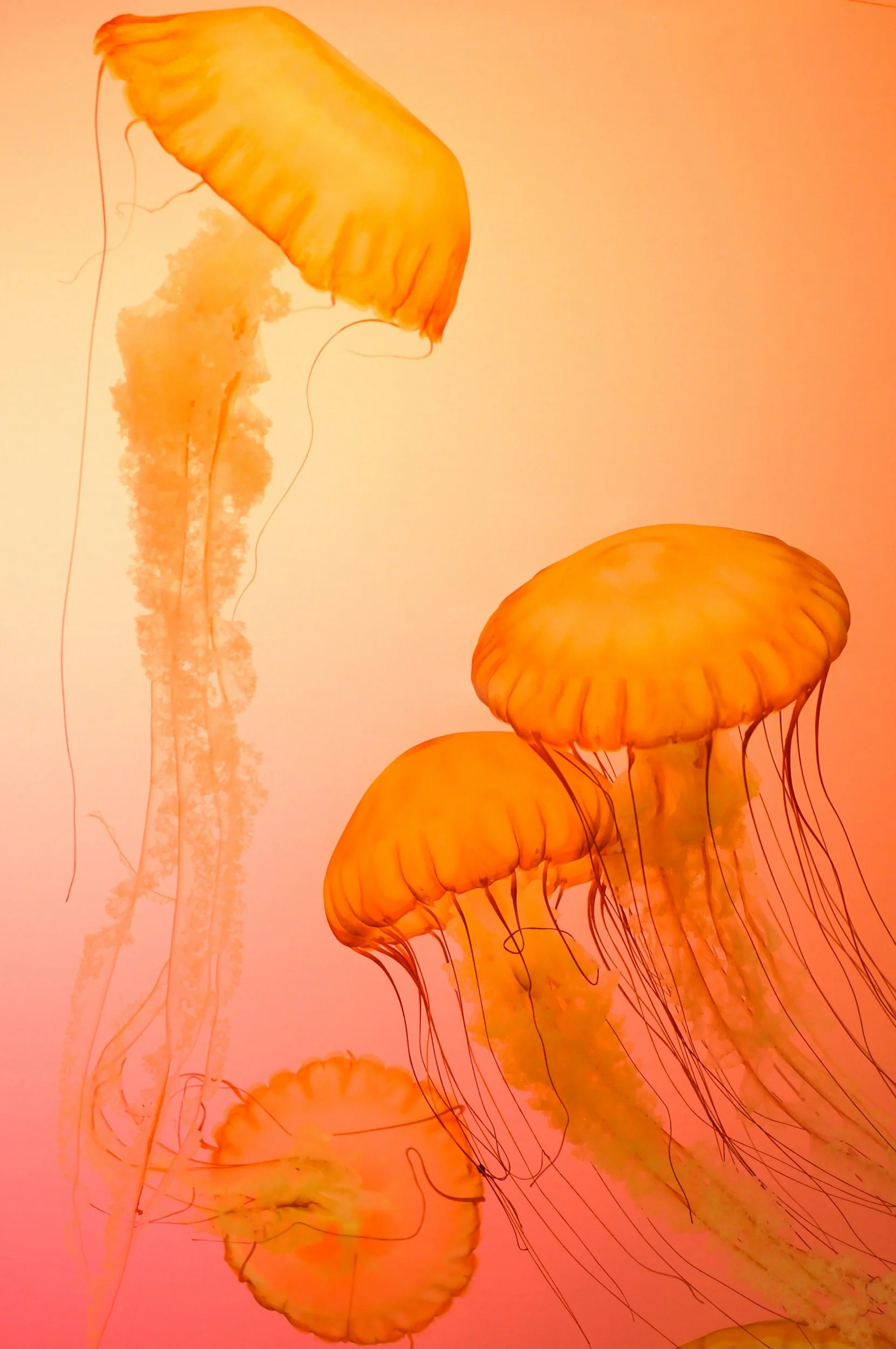 Group of orange jellyfish swimming in pink water.
