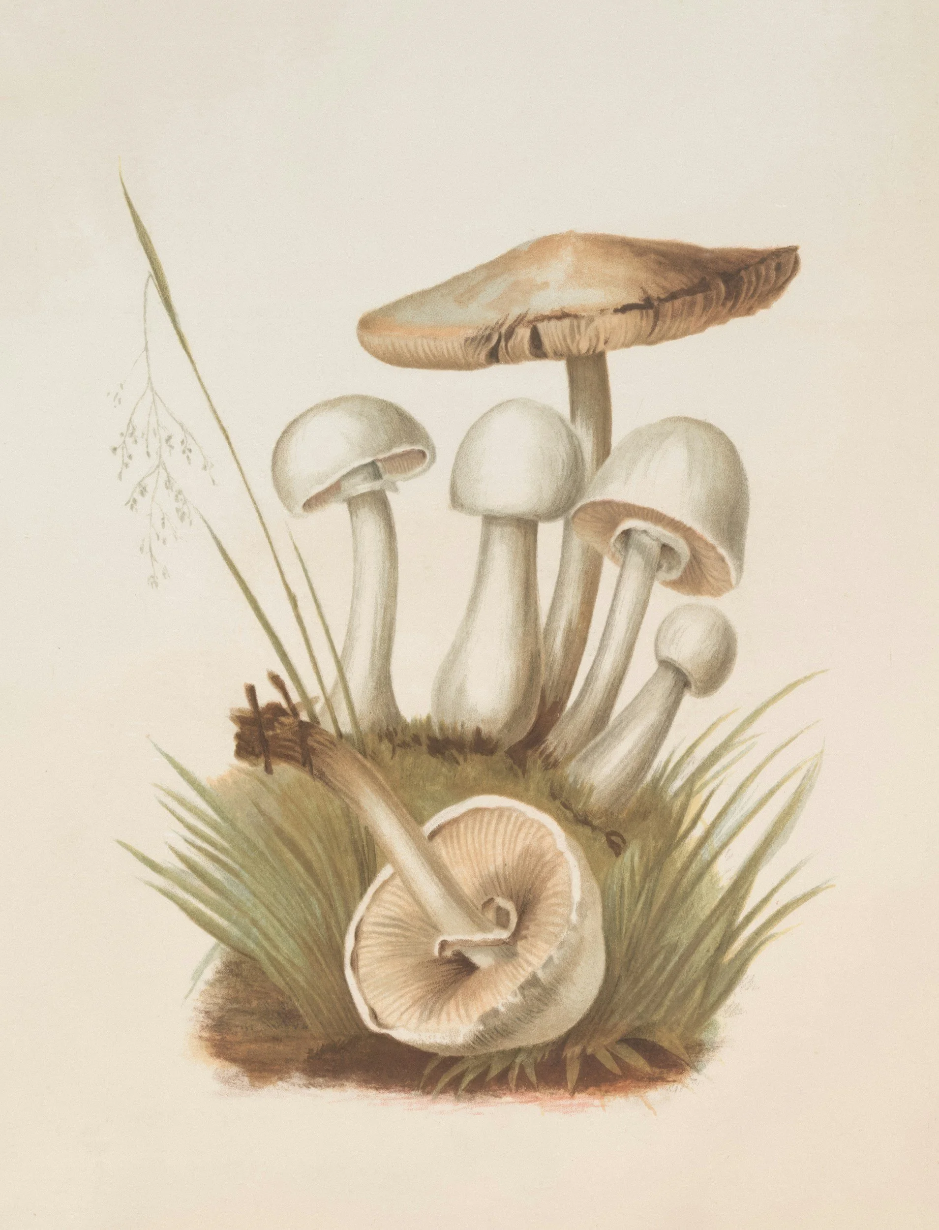 A detailed botanical illustration of a group of mushrooms growing among grass and moss, with one mushroom lying on its side in the foreground.