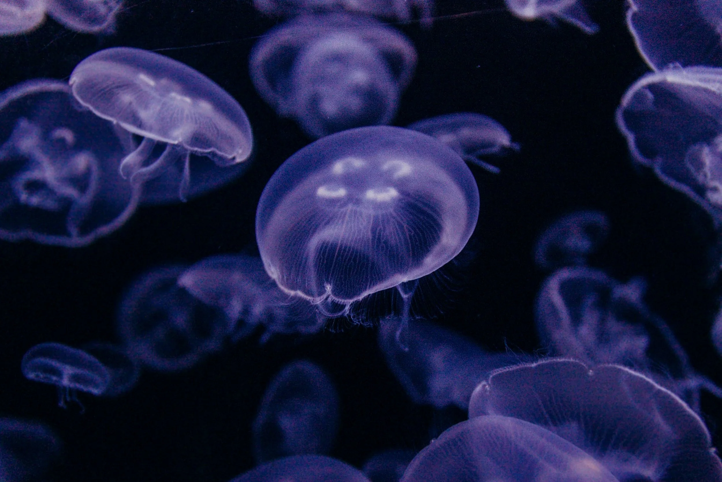Group of glowing jellyfish swimming in dark water.