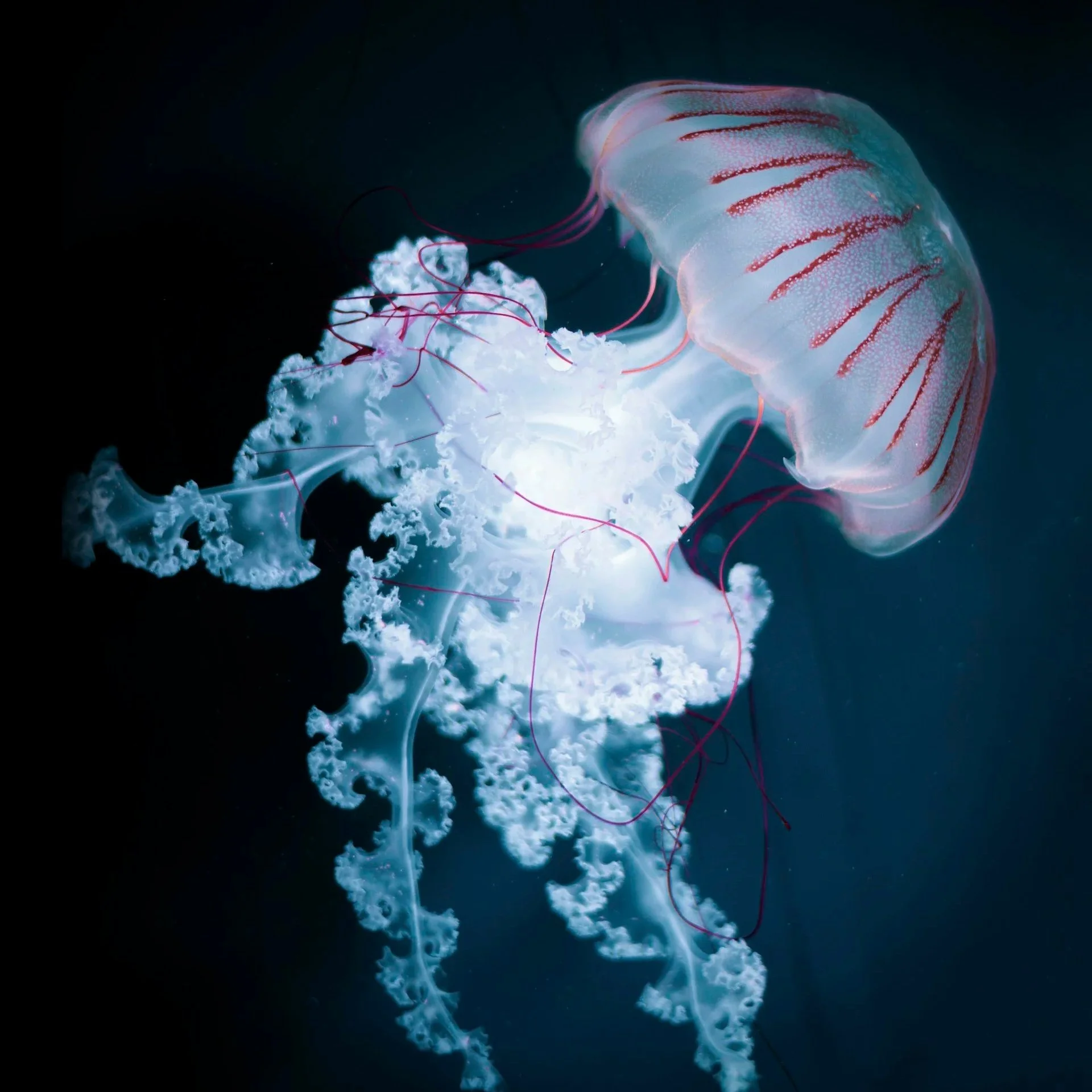 A close-up of a medusa jellyfish with a translucent, bell-shaped body with red markings and trailing tentacles against a dark background.
