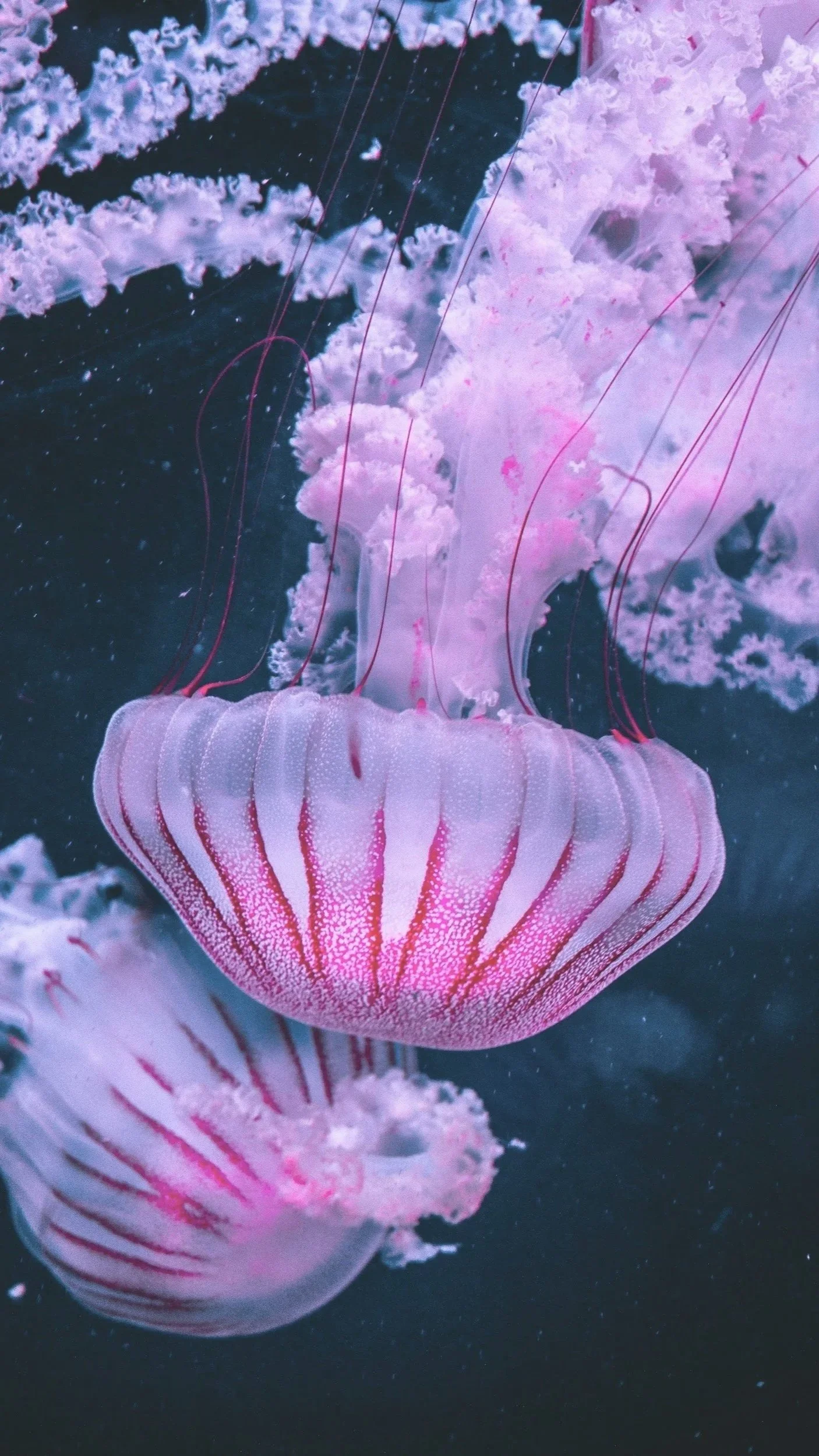 Pink and white jellyfish swimming in dark water.