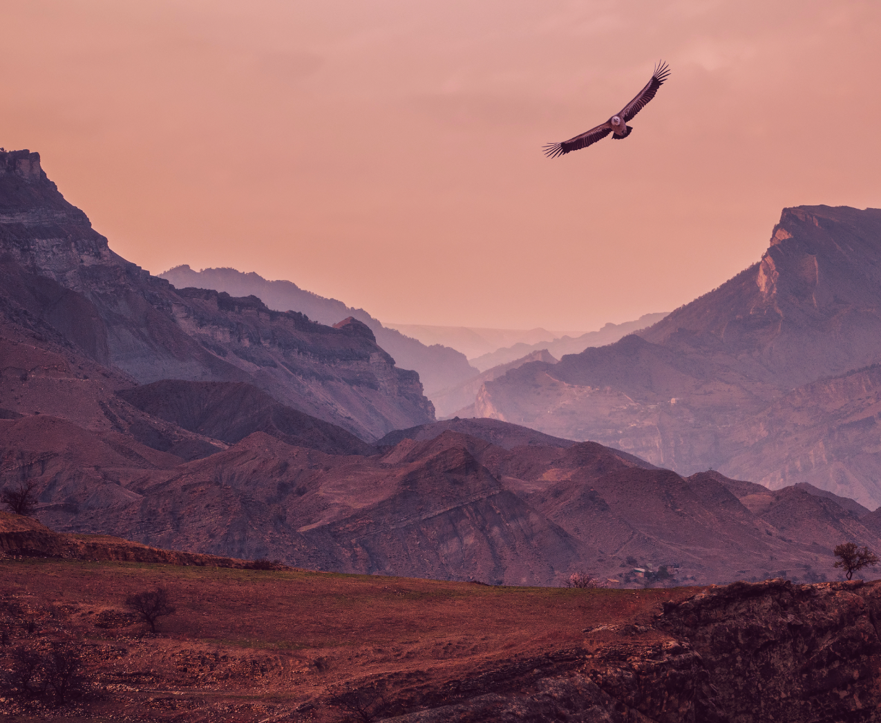 A bird of prey flying over a mountainous landscape at sunset with pinkish sky.