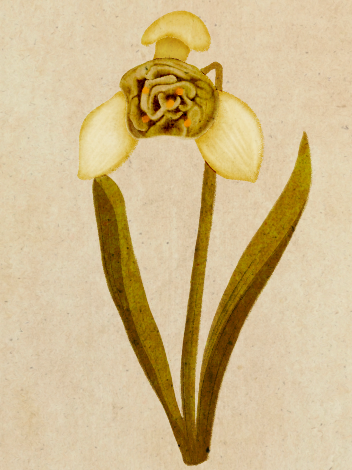 Galanthus (Snowdrop): Meaning, Symbolism, and Botanical Facts