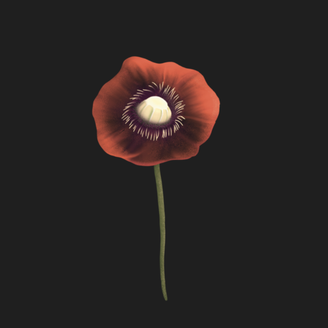 stand alone illustrated poppy against a black background