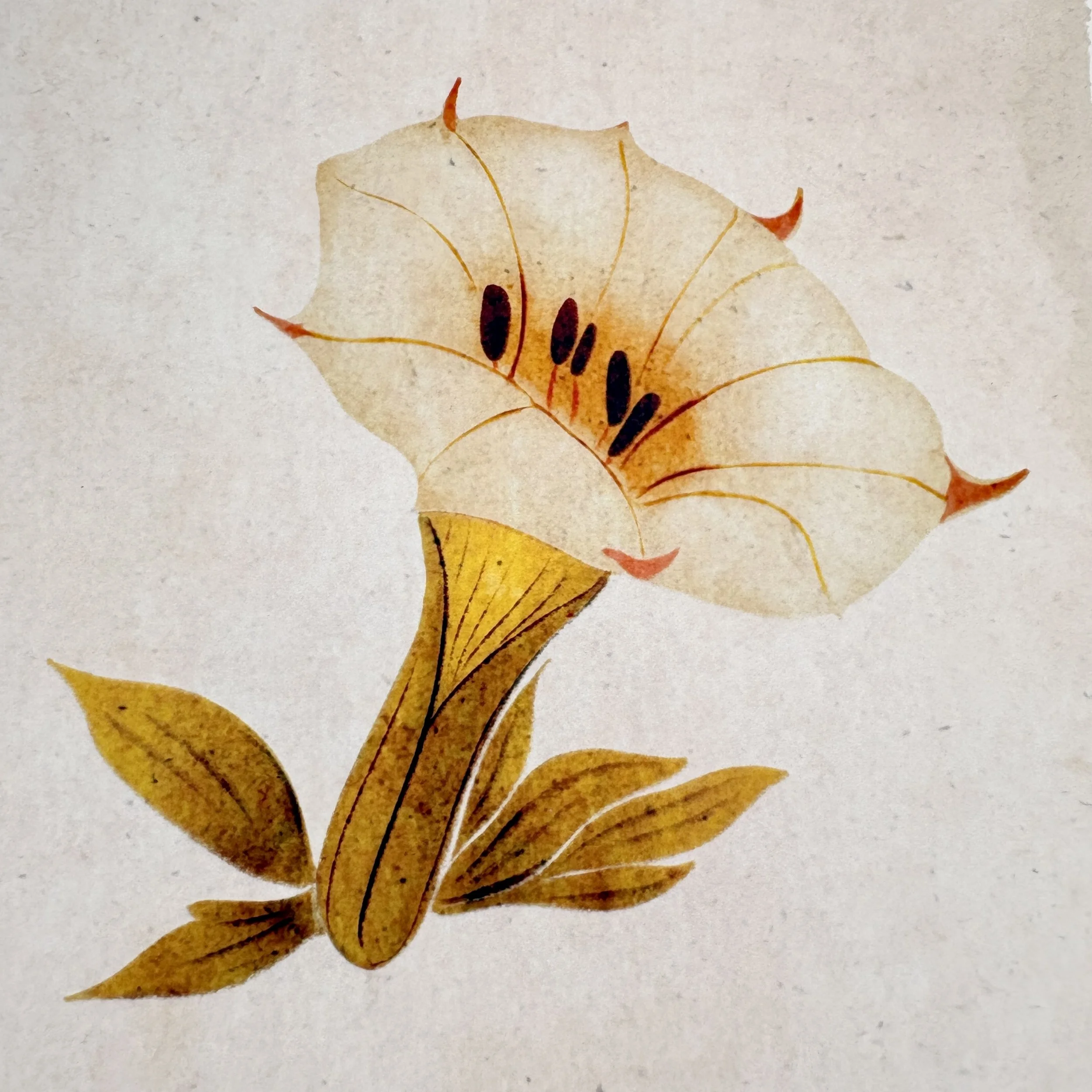 Devil’s Trumpet (Datura) – Meaning, Symbolism, and Plant Facts