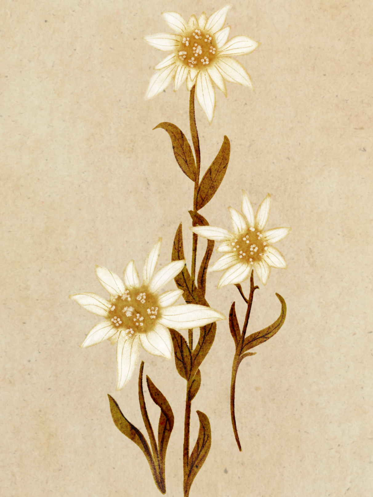 Leontopodium nivale (Edelweiss): Meaning, Symbolism, and Botanical Facts