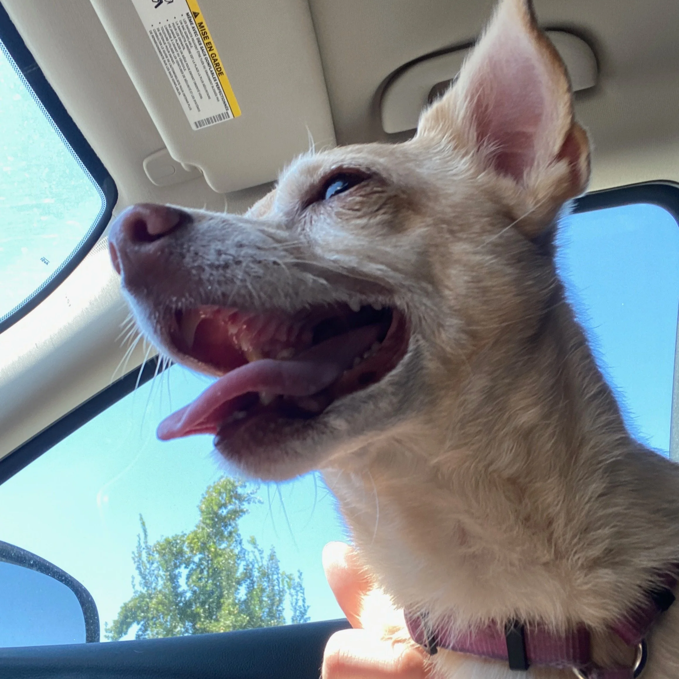 scrappy looking tan chihuahua in a car with tongue hanging out looking at something through the front window.